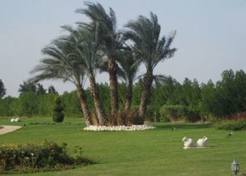 داي يوز الريف الاوروبي